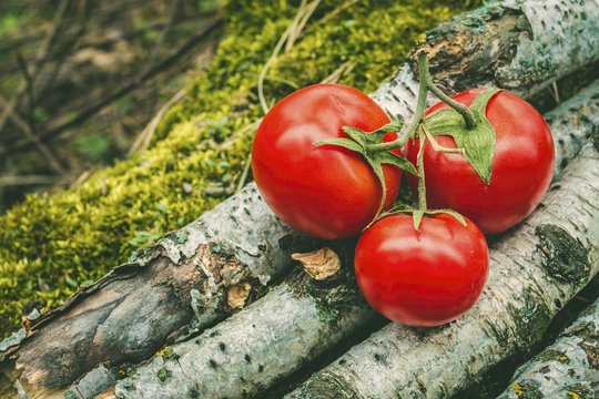 Ripe natural tomatoes on stump in forest. Natural healthy food concept.