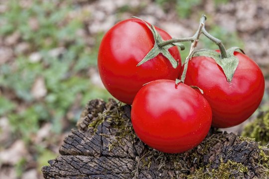Ripe natural tomatoes on stump in forest. Natural healthy food concept.
