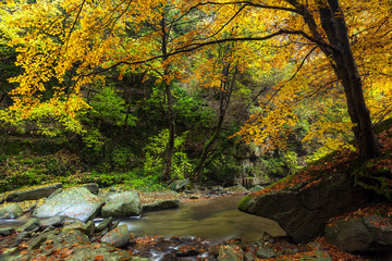 Naklejka na ściany i meble Autumn forest with a river