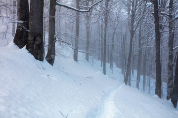 Snow path in the forest