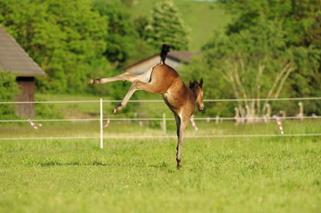 Stutfohlen auf einer Weide