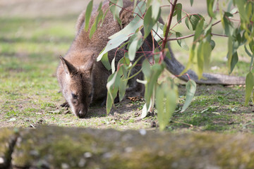 Tree kangaroo eating green leaves in a zoo