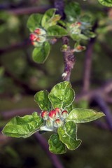 blossoming tree in spring garden