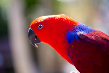 Parrot portrait of bird. Wildlife scene from tropic nature.