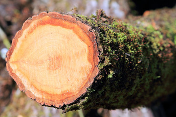 срез древесины © sanek70974