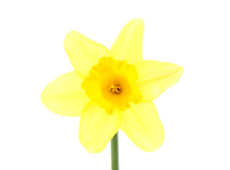 Fototapeta na wymiar daffodil flowers