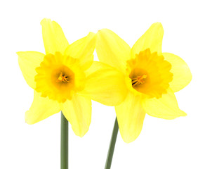 daffodil flowers pictured in studio