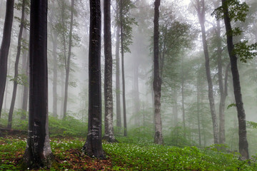 Misty spring beech forest