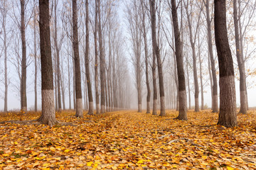 Obraz premium Cover of poplar leaves