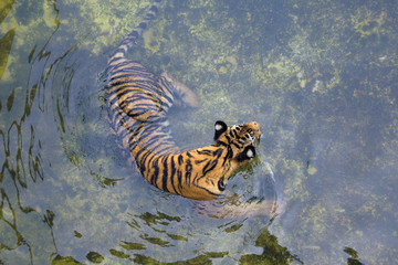 Fototapeta na wymiar Tiger in the pond