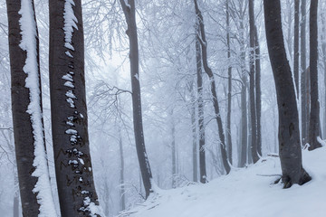 White forest covered in snow