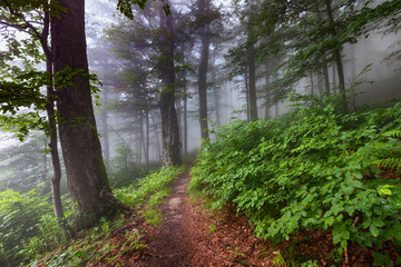 Small path in deep forest