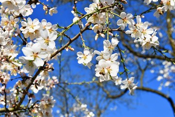 Spring tree. Beautiful flowering almond.