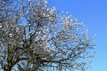 Spring tree. Beautiful flowering almond.