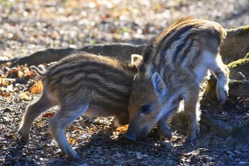 Animal - wild boar in the wild. Cubs playing in the woods on the sun.