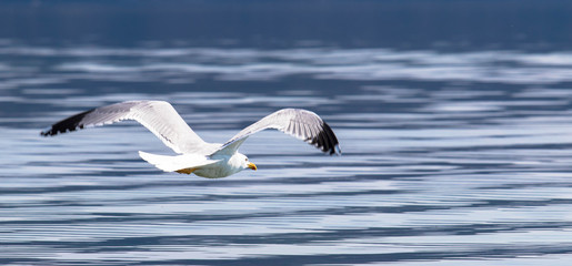 Möve im Flug, Starnberger See
