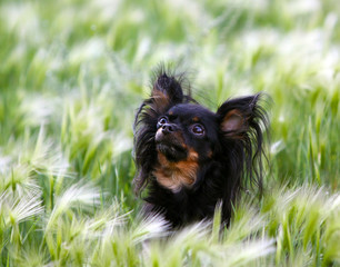 Portrait of a small cute black dog in a feather grass. Head of a beautiful puppy with hairy ears. Russian toy