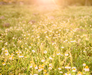 Wild Chamomile flowers field background in sunset light. Summer beautiful nature scene with blooming medical chamomiles. Alternative medicine. Camomile Spring flower meadow