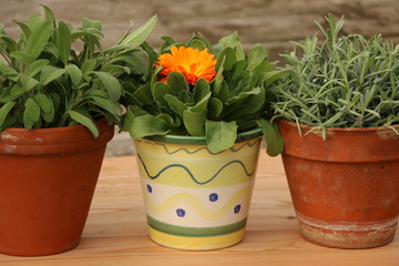 Herbal pots, Kräutertöpfe, Salbei, Lavendel, Ringelblume