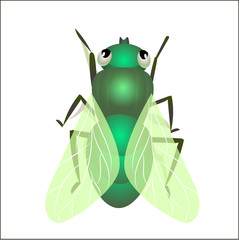 House fly insect