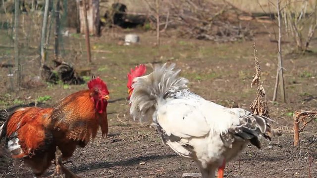 Cockfight in the backyard