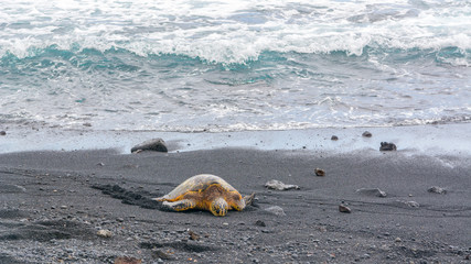 Fototapeta premium Green sea turtle on Punalu'u black sand beach, Big Island, Hawaii