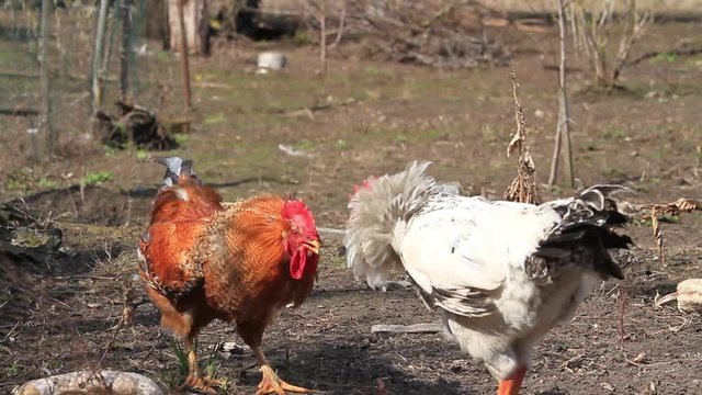 Cockfight slowmotion in the backyard at sunny day