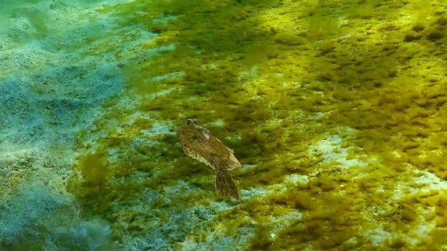 European flounder (Platichthys flesus luscus) floats in the water column.