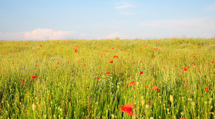 Poppy Perennial Flowers. Pictures of poppies flowers. Blooming red poppies flowers with wildflowers meadow.
