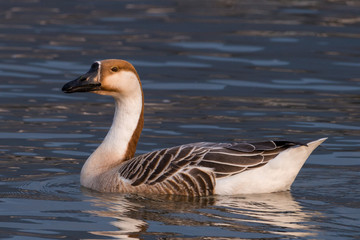Fototapeta premium swan goose, Anser cygnoides