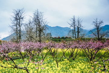 Fototapeta na wymiar Beautiful countryside scenery in spring