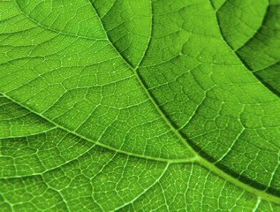 Fototapeta na wymiar Leaf's Veinlet Texture Pattern