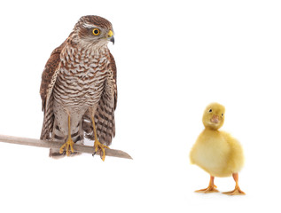 falcon and chicken duck