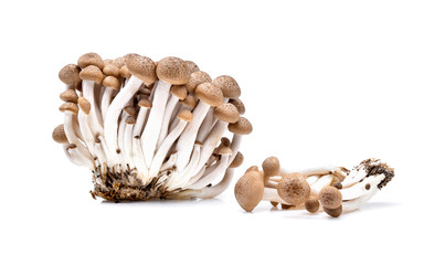 shimeji mushrooms brown varieties isolated on white background