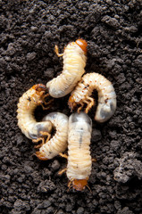 may-bug larvae in the soil background. Melolontha vulgaris