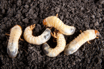may-bug larvae in the soil background. Melolontha vulgaris