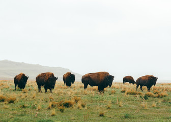 Bison herd on hazy day, Antelope Island, Salt Lake City, Utah, United States of America 