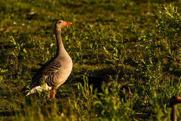 greylag goose