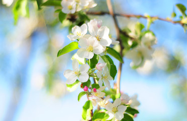 Blooming apple tree flowers in springtime. Blossoming apple tree.