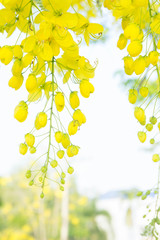 Golden shower flowers , yellowe flowers in summer thailand