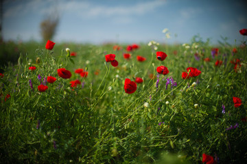 Obraz na płótnie Canvas field of red poppies on a green background