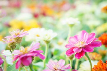 Fototapeta na wymiar floral pink flowers zinnia in the colorful garden