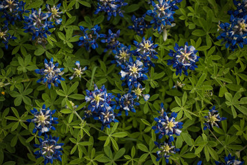 Texas Bluebonnets