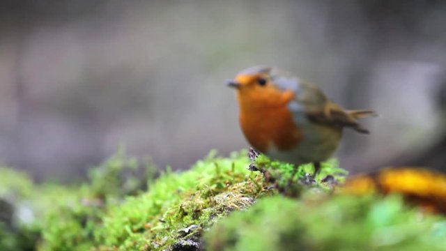 robin sits on a green moss and jumps out of focus