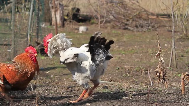 Roosters circling and attacking each other at chikenfarm