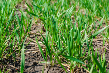 Obraz premium Winter wheat field in early spring