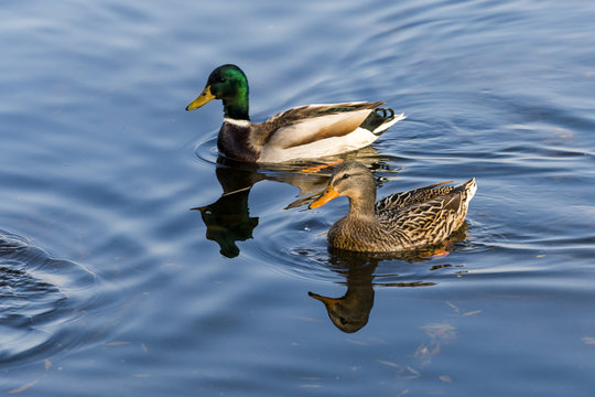 Two wild ducks in the water
