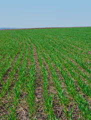 Fototapeta na wymiar Winter wheat field in early spring