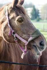 Portr&auml;tfoto eines Pferdes