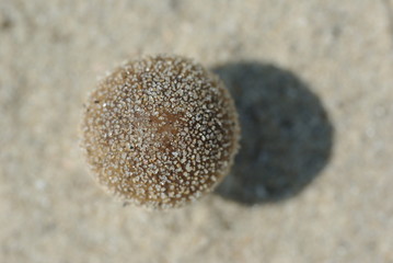 Pilze am Strand von Holland